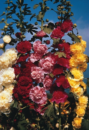 Picture of Hollyhock Chater's Double Mixed