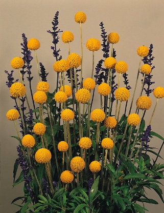 Picture of Craspedia Globosa Drumstick