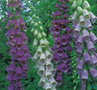Picture of Digitalis (Foxglove) Excelsior Hybrids