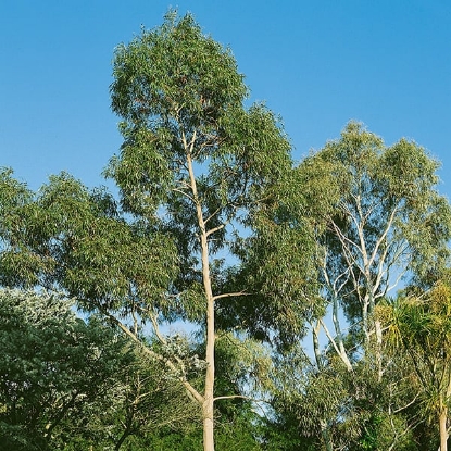 Picture of Eucalyptus Citriodora