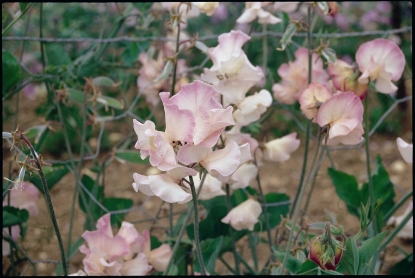 Picture of Sweet Pea Frolic