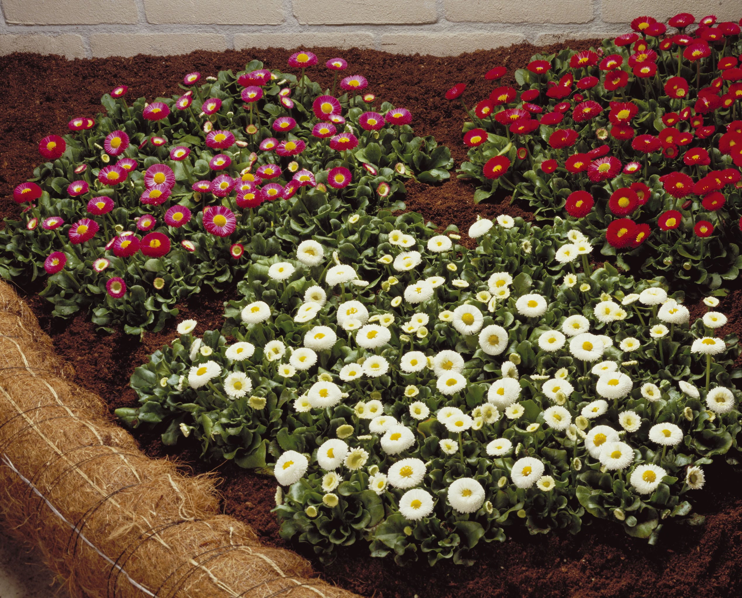 Bellis Perennis - Galaxy Mix Pellets | Wholesale & commercial seed ...