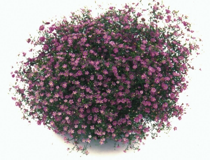 Picture of Gypsophila Gypsy Deep Rose