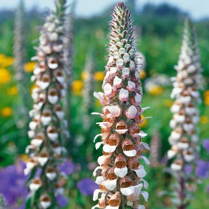 Picture of Digitalis (Foxglove) Lanata Cafe Creme