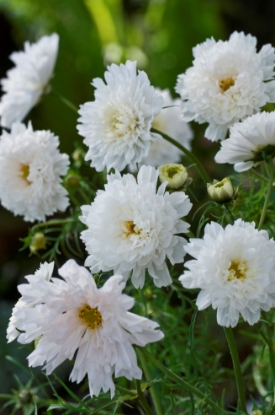 Picture of Cosmos Double Click Snow Puff