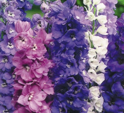 Picture of Delphinium Magic Fountain
