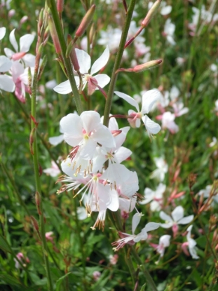 Picture of Gaura Lindheimeri The Bride