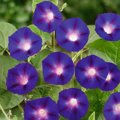 Picture of Ipomoea Kniolas Black