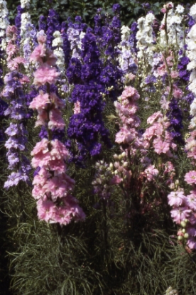 Picture of Larkspur Giant Hyacinth Mixed