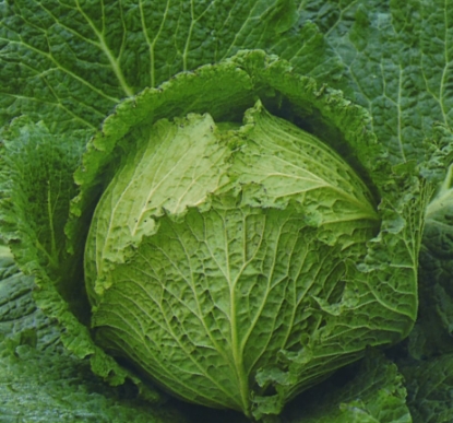 Picture of Cabbage Tundra F1