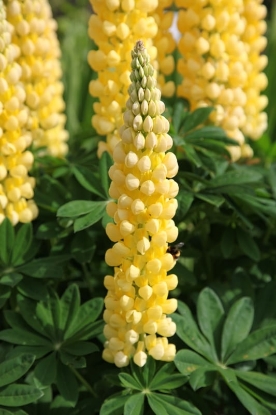 Picture of Lupin Russell Chandelier