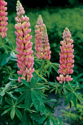 Picture of Lupin Russell Strain The Chatelaine