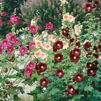 Picture of Hollyhock Crown Single Mixed