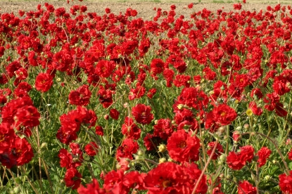 Picture of Geum Flora Plena Blazing Sunset