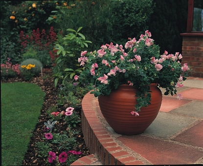 Picture of Sweet Pea Dwarf - Cupid Pink