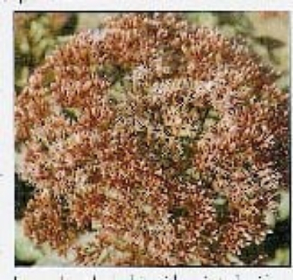 Picture of Eupatorium Purpureum