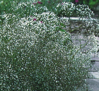 Picture of Gypsophila Elegans Covent Garden