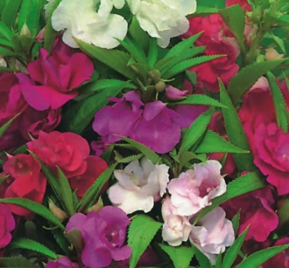 Picture of Balsam Dwarf Bush Flowered Mix
