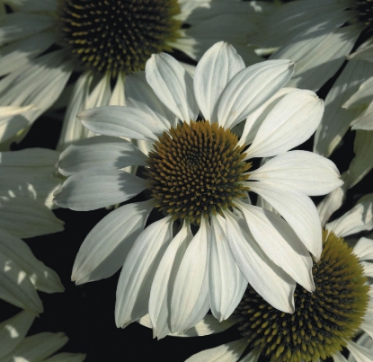 Picture of Echinacea Primadonna White