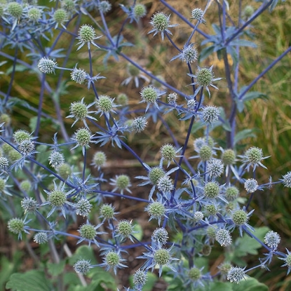 Picture of Eryngium Planum