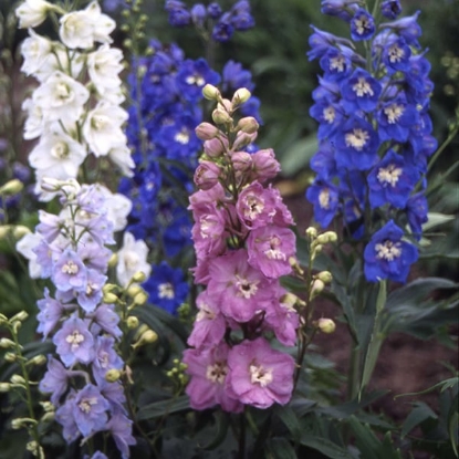 Picture of Delphinium Crown Mixture