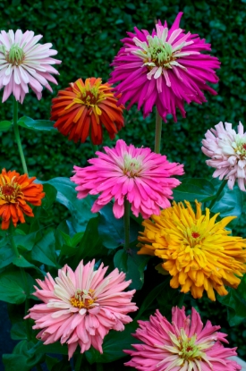 Picture of Zinnia Elegans Giant Cactus Flowered