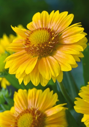 Picture of Gaillardia Arizona Apricot