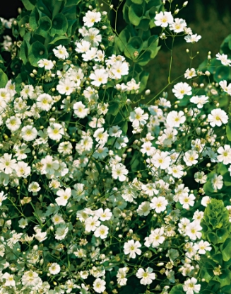 Picture of Gypsophila Paniculata