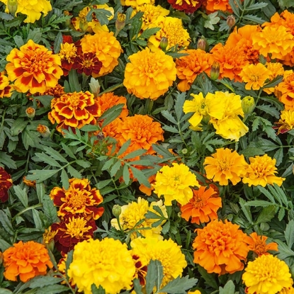 Picture of French Marigold Hero Mixed