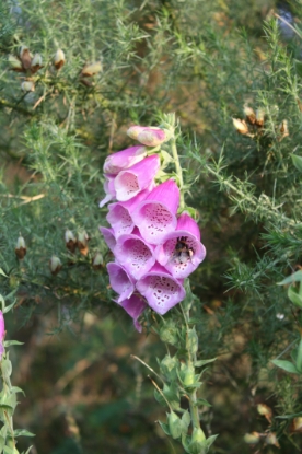Picture of Digitalis (Foxflove) Purpurea