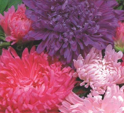 Picture of Aster Duchess Special Mixed