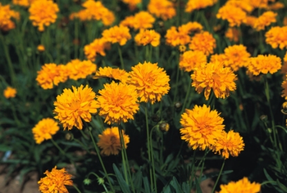 Picture of Coreopsis Early Sunrise