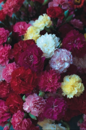 Picture of Carnation Hardy Border Mixed
