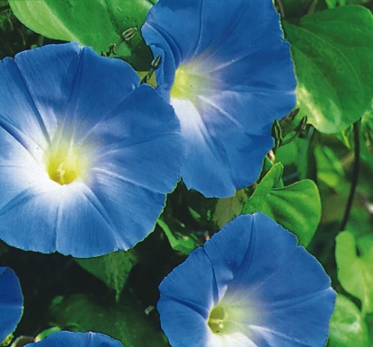 Picture of Ipomoea Heavenly Blue