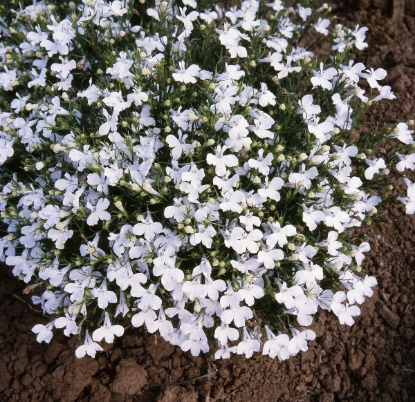 Picture of Lobelia White Lady