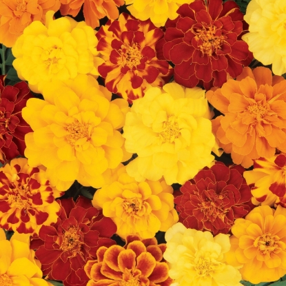 Picture of French Marigold Durango Mixed