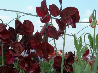 Picture of Sweet Pea - Midnight