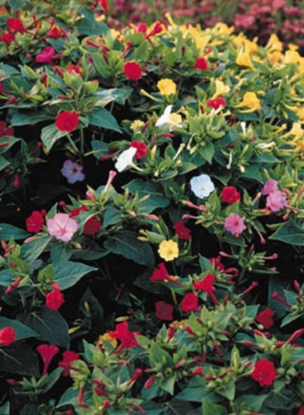 Picture of Mirabilis Jalapa Tea Time Mixture