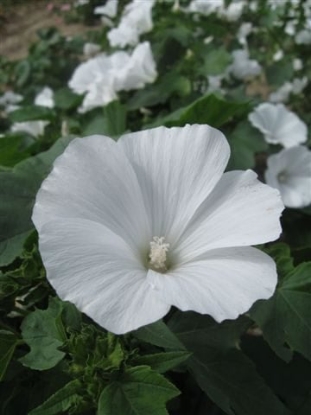 Picture of Lavatera Mont Blanc