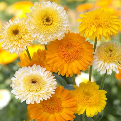 Picture of Calendula Kinglet Formula Mixed