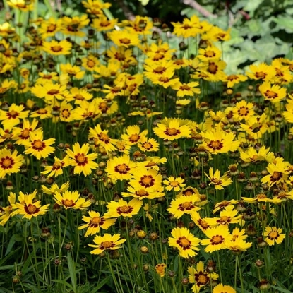 Picture of Coreopsis Grandiflora Sunkiss