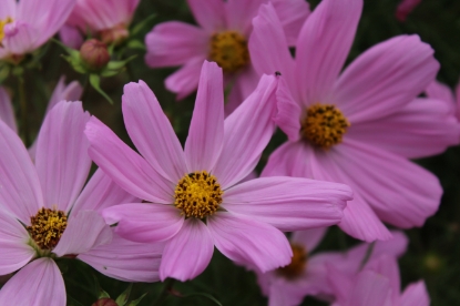Picture of Cosmos Sonata Pink Premium