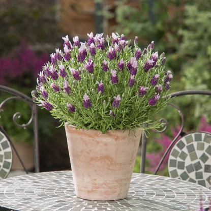 Picture of Lavender Stoechas Bandera Pink