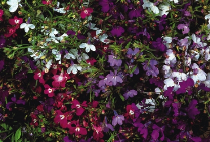 Picture of Lobelia String of Pearls Mixed
