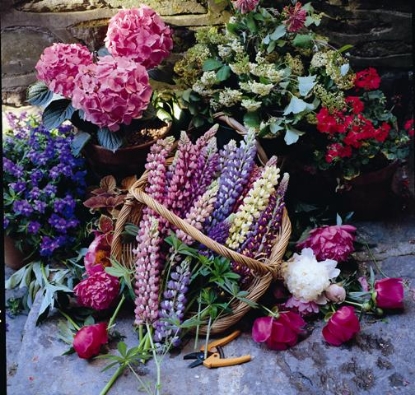 Picture of Lupin Russell Crown Blended Mixture