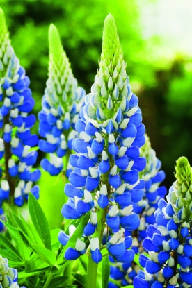 Picture of Lupin Russel The Governor