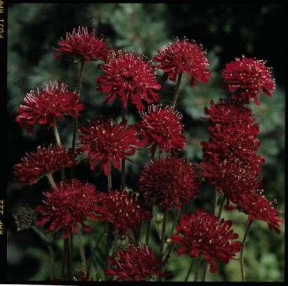 Picture of Knautia Macedonica Red Knight