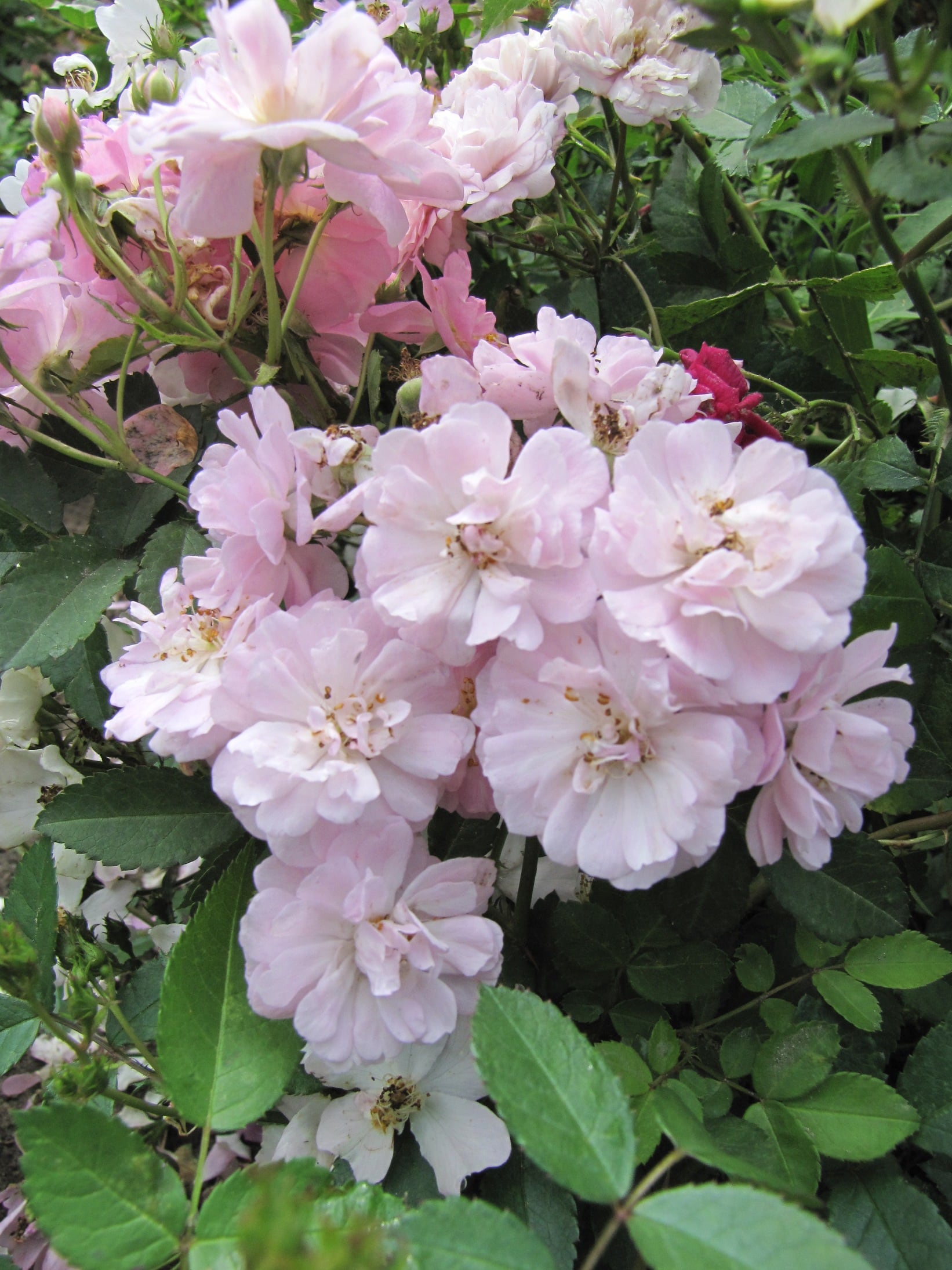 Rosa Polyantha - Multiflora Angel Rose | Wholesale & commercial seed ...