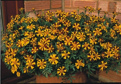 Picture of French Marigold Mr Majestic