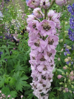 Picture of Delphinium Pacific Giants Astolat